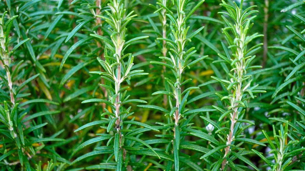 rosemary, seasoning, herbs recipes