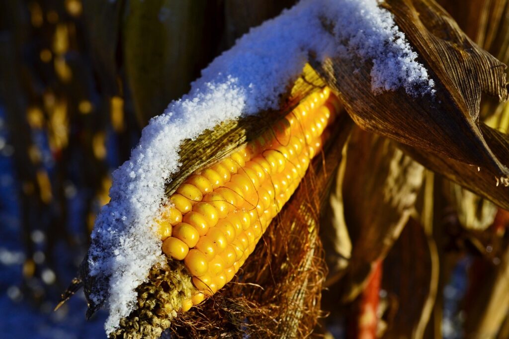 Recipes With Frozen Corn